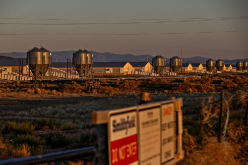 California draws ire as out-of-state factory farms turn pig poop into cash