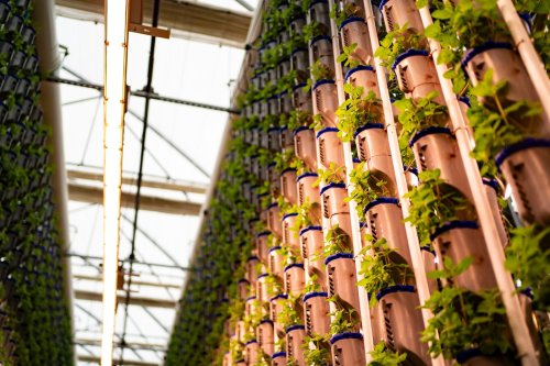 Indoor farms are remaking the produce market — at a cost to the planet