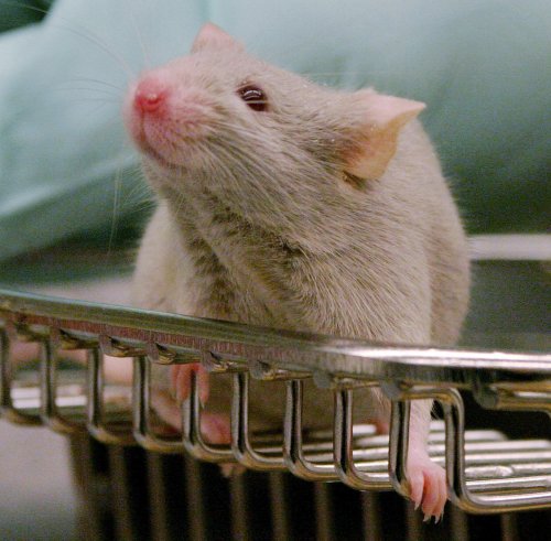 A victory for lab rats: Congress moves to limit chemical testing on animals