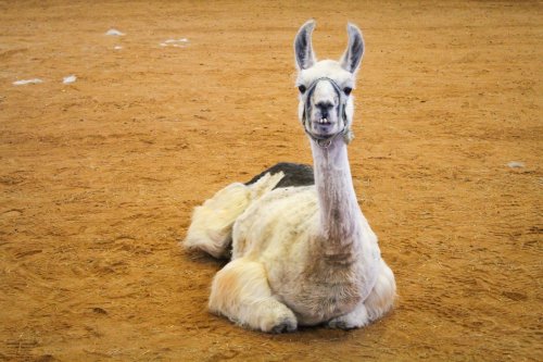 Therapy llama, 27, named world’s oldest llama: ‘Kind of like a dog’