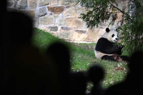 Here’s why China is sending pandas back to the United States