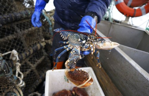 Lobsters’ feelings loom large as British Parliament debates animal welfare bill