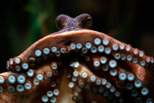 If an octopus is so smart, should you eat it?