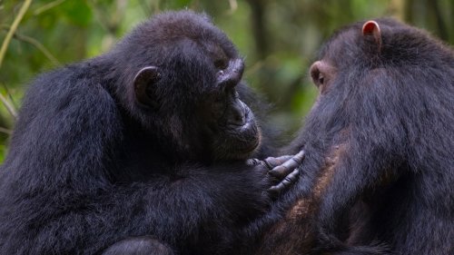Chimps sometimes care for others’ wounds, and scientists want to know why