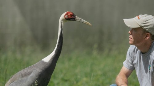 The crane who fell in love with a human