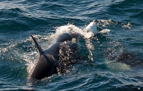 Two killer whales are hunting great white sharks — to eat their livers