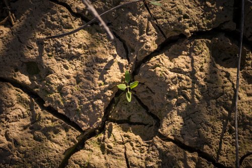 Does your yard have a ‘hellstrip’? Native plants could help.