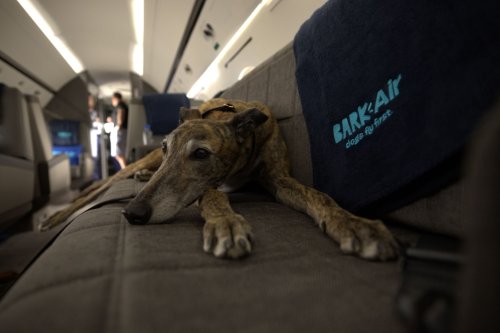 BarkBox’s next big delivery: Charter flights for dogs