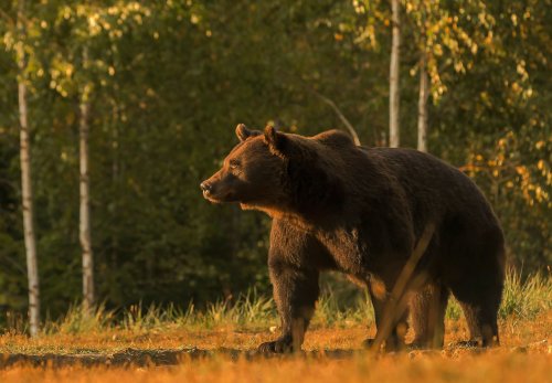Liechtenstein prince accused of poaching Europe’s largest bear