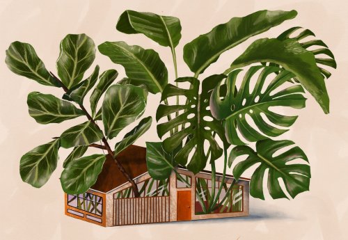 Make a big statement with one of these extra-large houseplants
