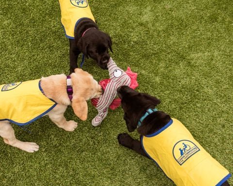 Which pups will make the grade as a service dog?
