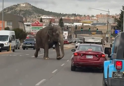 Elephant escapes circus, roams streets of Montana