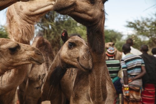 Where drought looms in Kenya, camels are the new cows