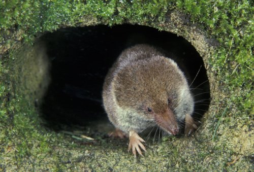 Why this mammal eats its own brain — and why it could matter for you