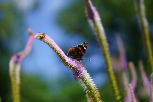 Perspective | Natives vs. ‘Nativar’ plants: Do pollinators notice a difference?