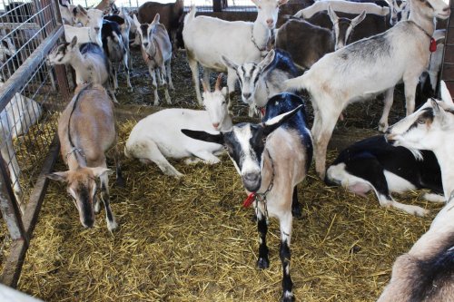 America’s new pastime? Milking goats.