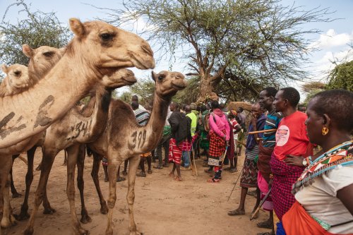 Where drought looms in Kenya, camels are the new cows