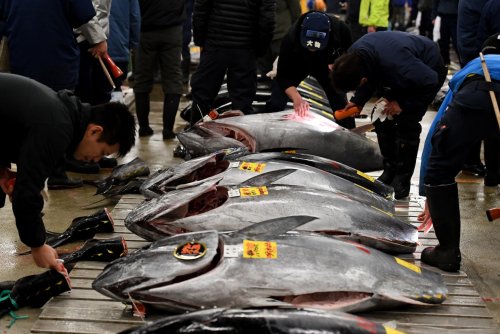 Tuna-fishing nations agree on plan to replenish severely depleted Pacific bluefin stocks