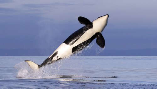 Orca vs. shark: Rare drone footage shows killer whales mauling great whites
