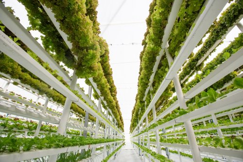 Farming on the moon and meat grown in a lab. Six thoughts on the future of food.