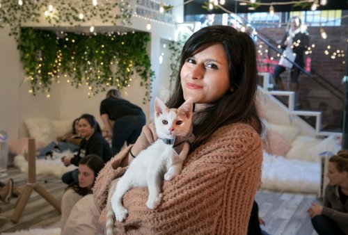 ‘You’ve got to be kitten me’: At a new pop-up lounge in D.C., you can play with fuzzy kittens. Or adopt them.