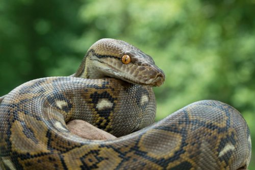 A woman went to check her corn — and was swallowed by a python
