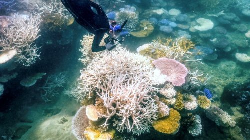 Great Barrier Reef experiencing one of its worst coral bleaching events