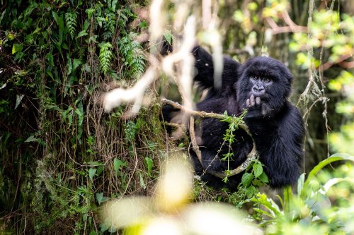 Can we make gorillas sick? Study reveals much about them — and us.