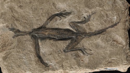 Scientists have studied a peculiar fossil since 1931. It was a fake.