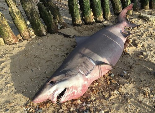 U.K. scientists plead for return of rare shark’s head, promise ‘no judging’