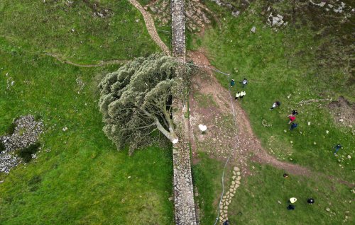 Teen arrested after felling of famous Sycamore Gap tree on Hadrian’s Wall