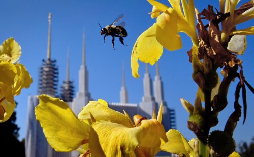 Analysis | Wait, does America suddenly have a record number of bees?