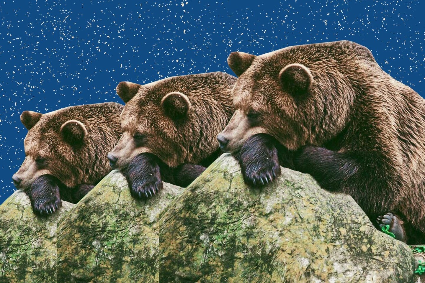 Hibernating fat bears are complex. They may hold lessons for human health.