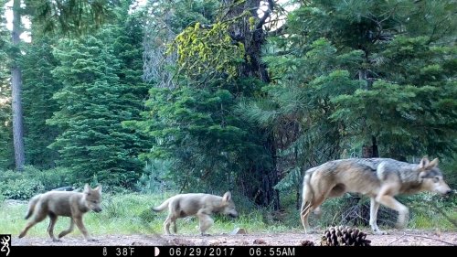 Trump strips protections for endangered gray wolves