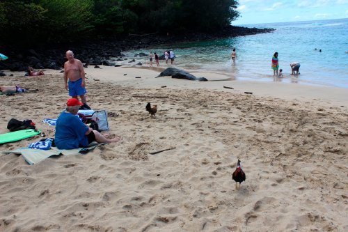 Aggressive feral chickens are ‘overtaking’ Hawaiian communities