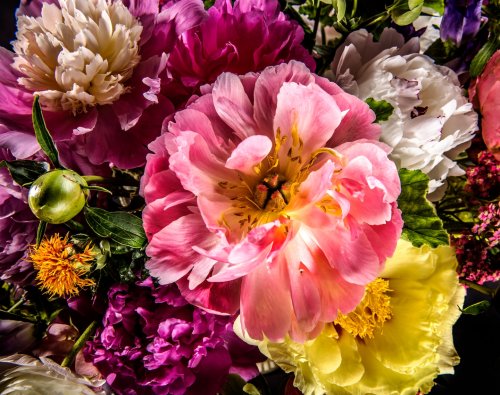 Peony passion: A garden icon blooms anew in the age of social media