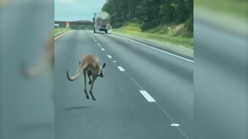Runaway kangaroo’s hop down Alabama highway causes two-vehicle crash