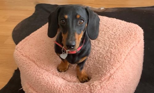 Valerie the dachshund rescued after 17 months in Australian wilderness