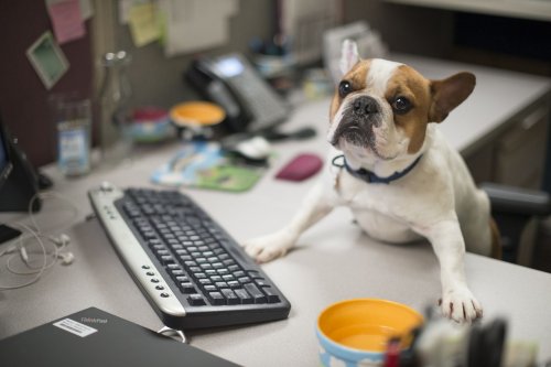 How to create a pet-friendly office that everyone can tolerate