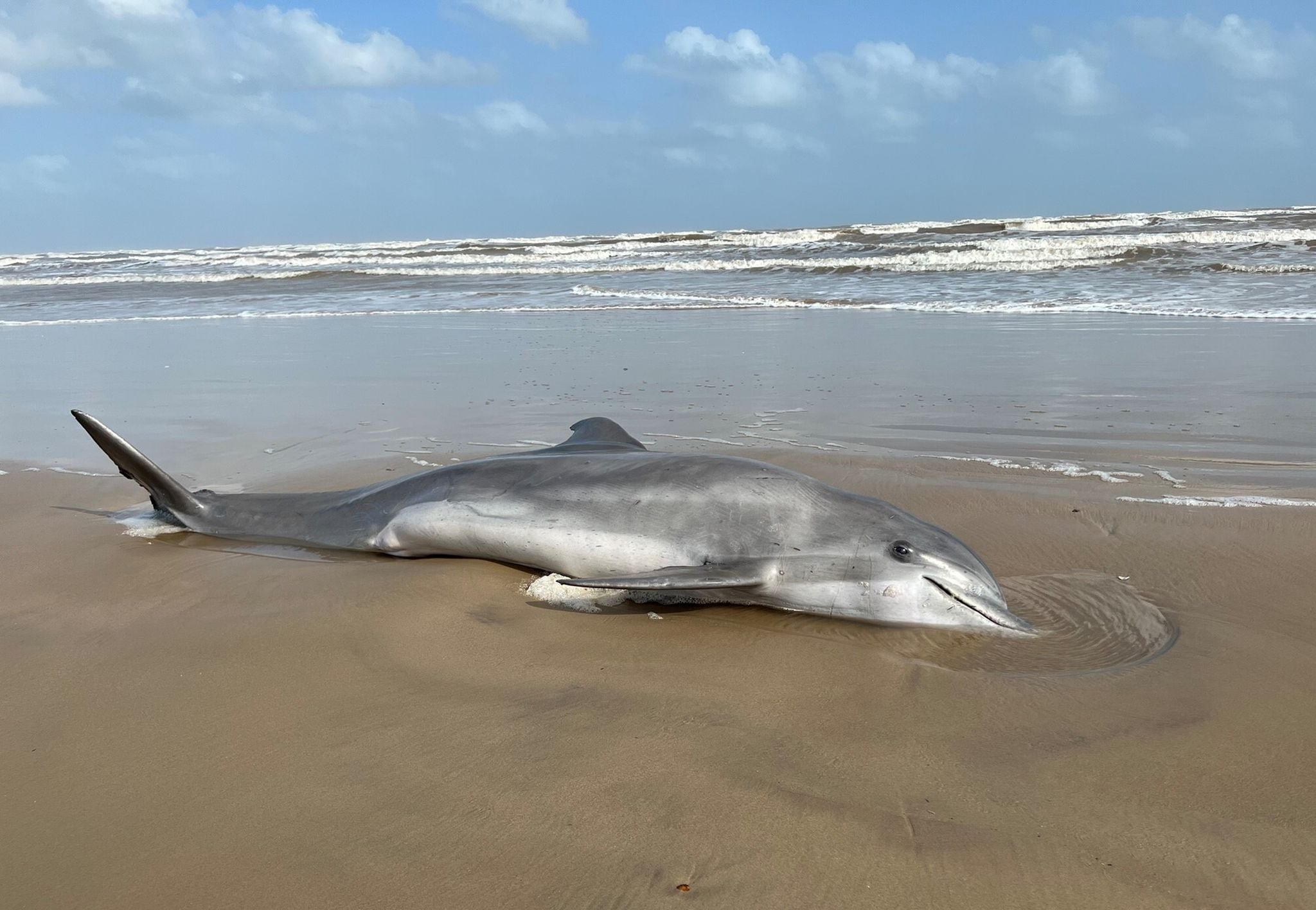 Почему дельфинов выбрасывает на берег. Дельфины выбрасываются на берег. Дельфины на берегу. Серый Дельфин.