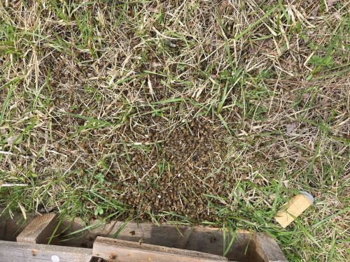 Half a million honeybees dead in suspected poisoning at Army veteran’s farm