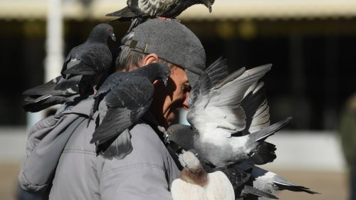 Tierschützer werfen Zürich vor, Tauben verhungern zu lassen – der Stadt ist das egal