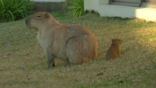 Hunderte von Capybaras «erobern» Nobelvorort in Buenos Aires