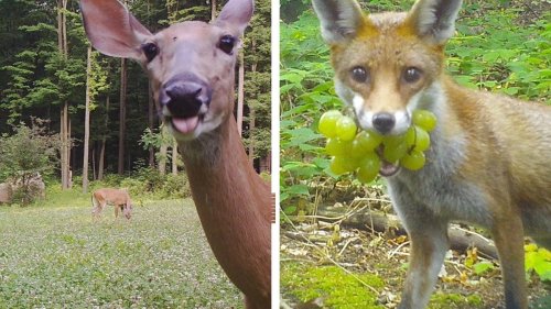 Comedy-Gold: Tiere, die Wildtierkameras entdecken