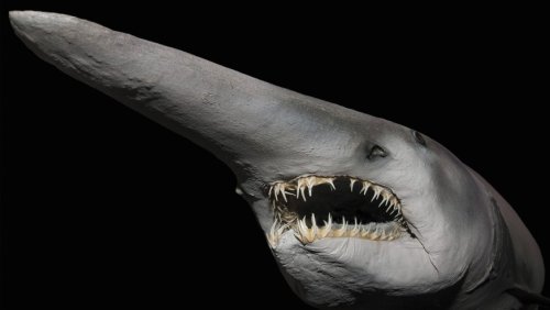 Koboldhaie im Mittelmeer? Spektakulärer Kadaver-Fund verwirrt Forscher