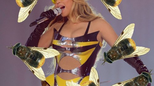Die Biene mit dem Beyoncé-Füdli – und 19 andere Viecher, die nach Promis benamst sind