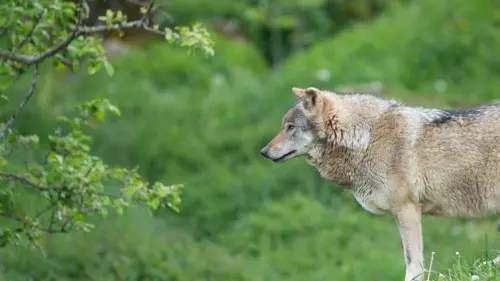 Walliser Wildhut schiesst Wolf ab – Wolfschützer sind empört