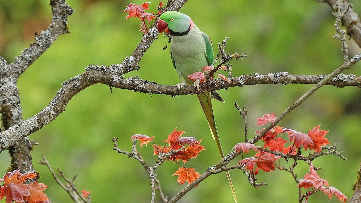 Papageien am Tessiner Himmel gesichtet – das ist problematisch für einen anderen Vogel