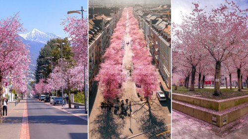 Jetzt geht's endlich wieder los: Hier kannst du jetzt die schönsten Kirschblüten bestaunen