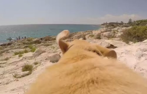 Dank diesem Video wissen wir (fast), wie es ist, als Hund ans Meer zu rennen